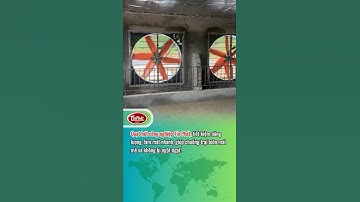 Quạt Hút Công Nghiệp Trang Trại Chăn Nuôi Tín Phát, Giải Pháp Làm Mát Hiệu Quả
