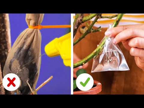 Video: Consejos y trucos para plantas de interior: Trucos ingeniosos para plantas de interior