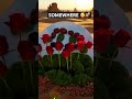 POV growing roses in desert 🏜️ DIYS #artscraft #fyp #shorts #foryou #flowercraft #flowers