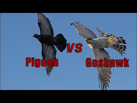 Ястреб против почтового голубя | Сенсационные охотничьи кадры