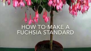 How to Make a Fuchsia Standard \/ Fuchsia Tree, How To Make A Standard Fuchsia, Get Gardening