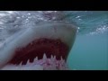 Great White Shark Attacks Freediver in South Africa
