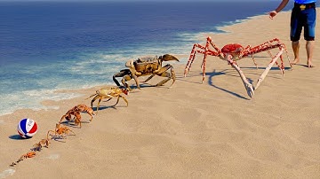 Crab Size Comparison | 3D