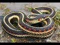 Snake Trap: How to remove small snakes from your yard