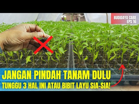 Video: Adakah ciri-ciri penanaman pindah?