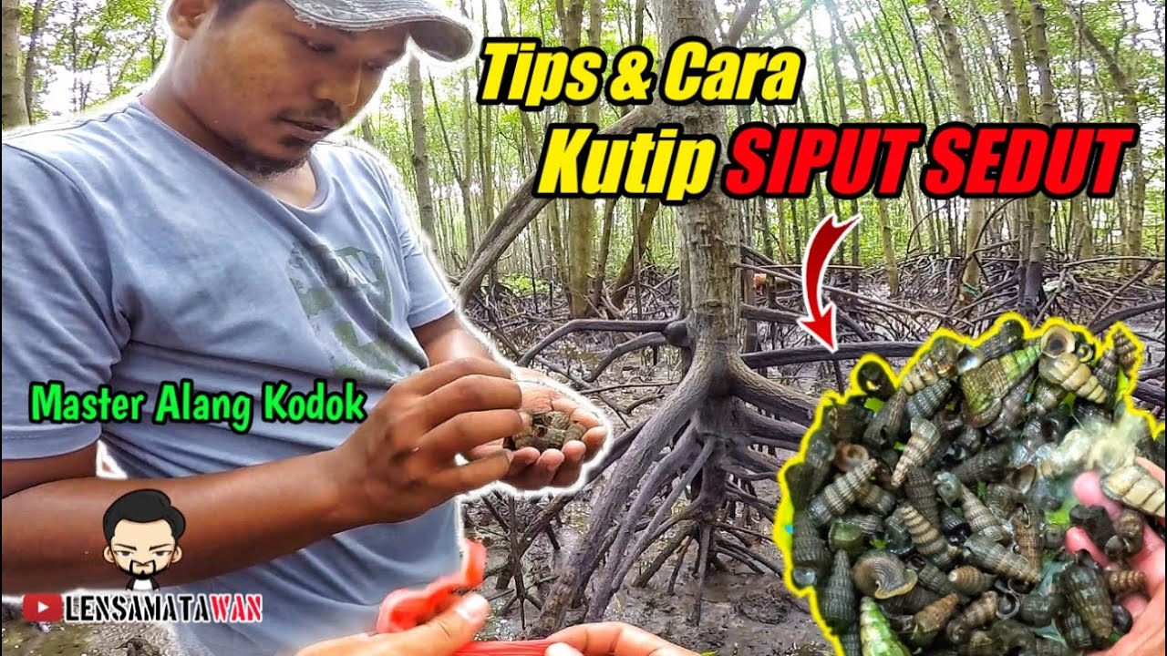 Cara-Cara Kutip Siput Sedut | Pengalaman RARE! 