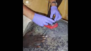How scientists attach a satellite tag to sea turtles