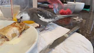 What cockatiels go through when they molt