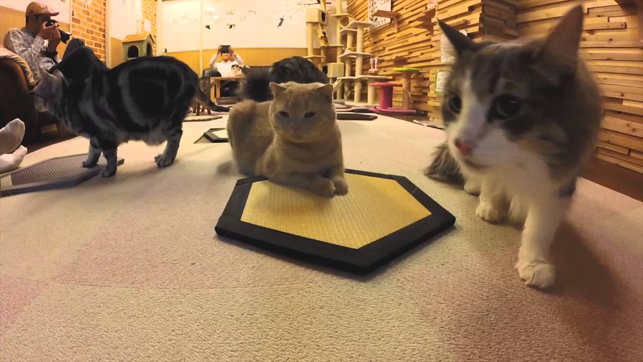 猫専用の置き畳 コットのご紹介