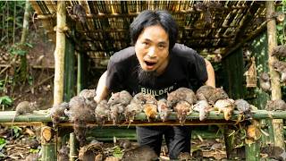 Primitive Survival Skills: Catching Rats with Perfect Traps and Cooking Them Deliciously