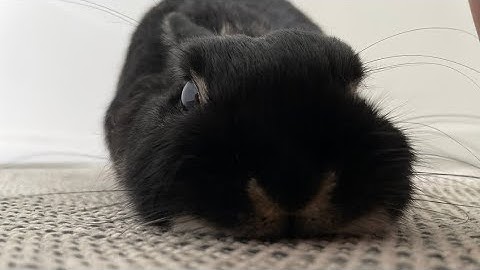 AFNFG (Another friday night funkin game) How to get Hells Bells Badge!