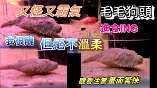 [ 水族世界] 老子很醜但絕不溫柔-毛毛狗頭| 朋友家狗頭進食跟初 ... 