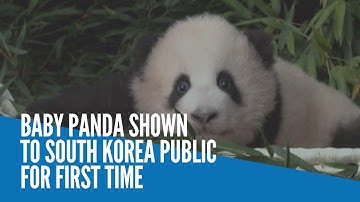 Baby panda shown to South Korea public for first time