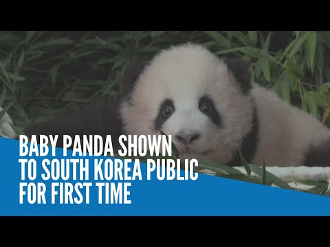 Baby panda shown to South Korea public for first time