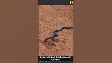Snake Fight Black Spitting Cobra Vs Puff Adder  #snake #attack #wildlife #shortvideo #shorts