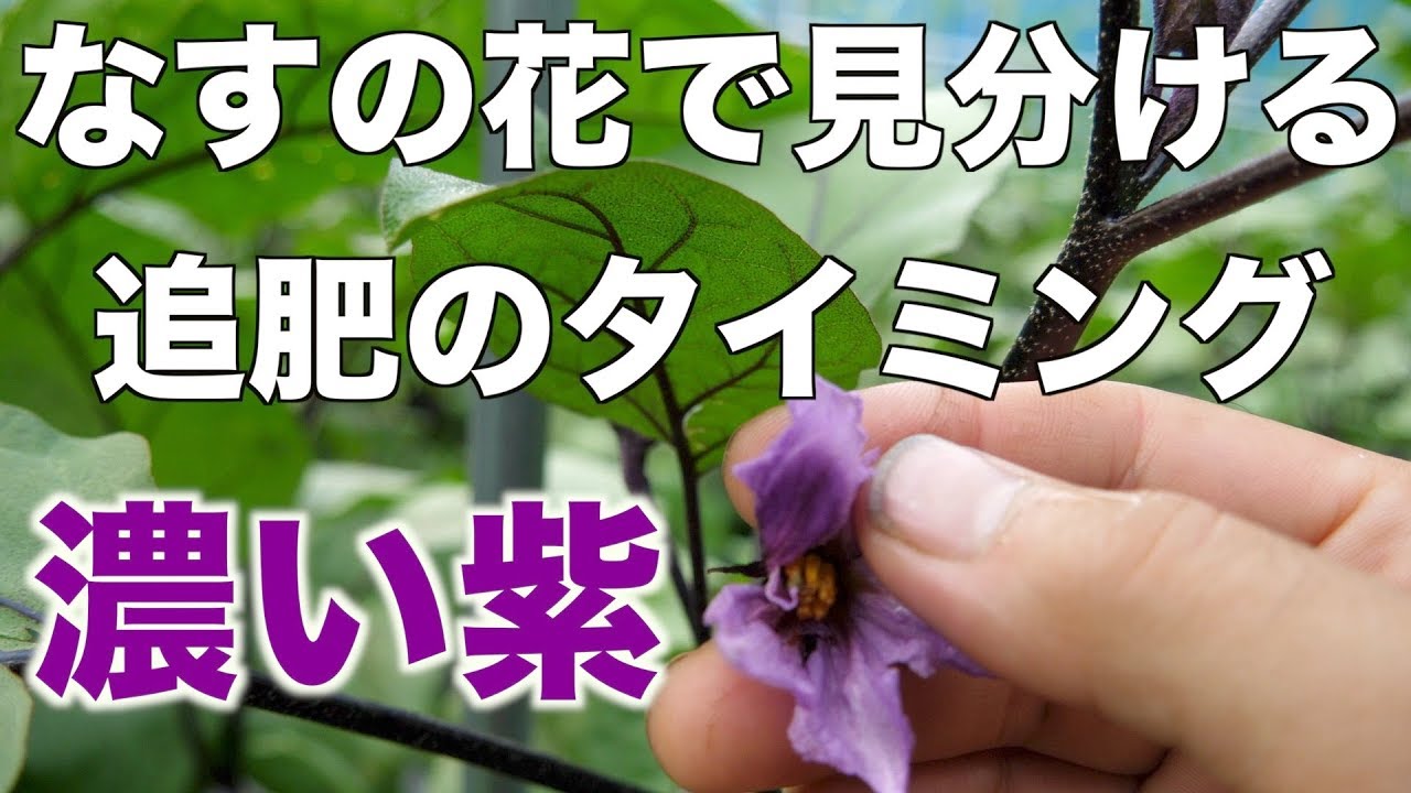 ナスの花と芯止めの位置 143 Youtube