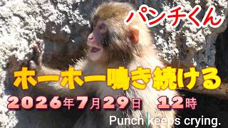 2026.7.29パンチくん鳩に驚きホーホー鳴き続けるPunch keeps crying.＃がんばれパンチ＃punch
