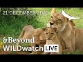 WILDwatch Live | 21 December, 2020 | Afternoon Safari | South Africa