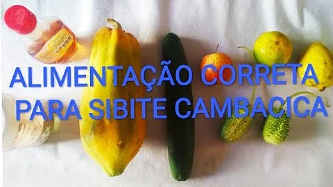 O que é que o pássaro Sibite come?
