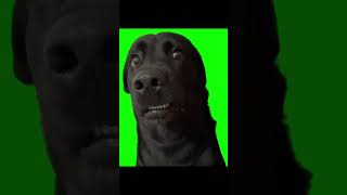 Shocked Dog meme template | Black dog | Green screen meme | #meme #funnymemetemplate #edit #template