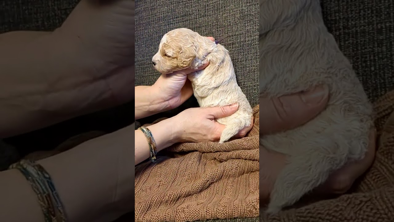 Baby Mini Goldendoodles - 2 Weeks Old