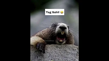 Sahil Ringtone Callringtone Shorts 