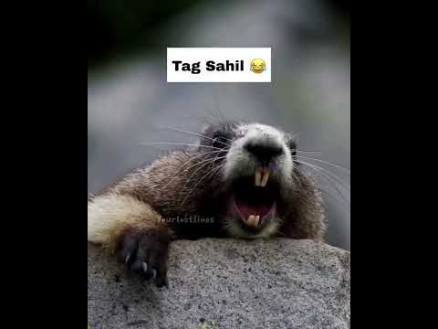 Sahil Ringtone Callringtone Shorts