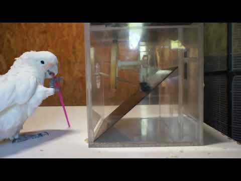 Video: Goffin's Cockatoos Stun Scientists with Their Newly Discovered 'Chimp-Like' Ability