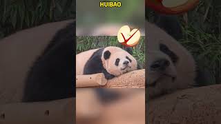 辉辉的一日三思：笋笋吃了，果果也吃了，可以觉觉了 #panda #redpanda夕消 #animals #上野パンダ #funny #cute #cutepanda #pets #zoo