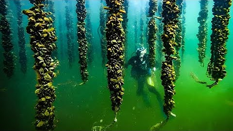 How Are Million of Mussels Raised In Europe | Mussel Farming Harvesting and Process