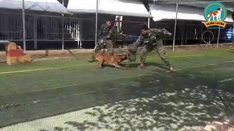 Bài Tập Bắt Trộm Cướp| Trung Tâm Huấn Luyện Chó Cảnh Khuyển 24h