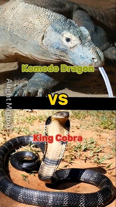 Komodo Dragon vs King Cobra - YouTube