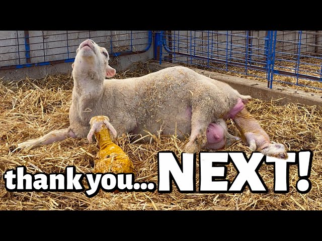 thank you, NEXT.😳 | LAMBS EVERYWHERE!!!😬 | Summer Lambing 2021 | Vlog 460 class=