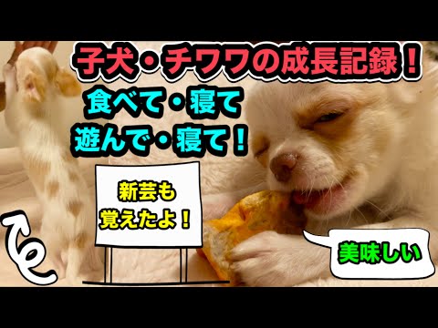 子犬・チワワの成長記録!食べて・寝て・遊んですくすく成長!新芸ハイタッチも覚えたよ!