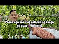 Sikreto para tumamis ang bunga ng ubas 🍇🍇