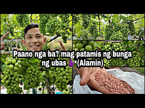 Video: Palakihin ang Matamis na Strawberry - Ano ang Nagpapaasim sa Mga Strawberry At Paano Ito Aayusin