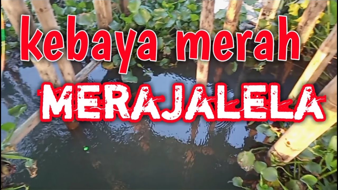 Roha Rawa Rwp ‼️RED DEVIL MERAJALELA-RWP-RAWA PENING‼️ - YouTube