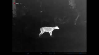 Rehbock auf 30 Meter. Pulsar Axion xm30
