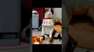 Chachamaru The Best Cosplay