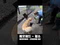 베오파드 (Beopard) - 청소 (CHEONG SO)
