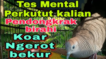 pancingan perkutut untuk menaikan birahi, tes mental, malas bunyi, stress, macet bunyi