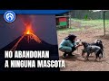 Rescatan a mascotas abandonas en Indonesia tras la erupción de un volcán