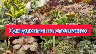 видео: Обзор коллекции суккулентов в конце зимы. Разводы, вытянувшиеся эхеверии, но и красавчиков не мало! картинка: Обзор коллекции суккулентов в конце зимы. Разводы, вытянувшиеся эхеверии, но и красавчиков не мало!
