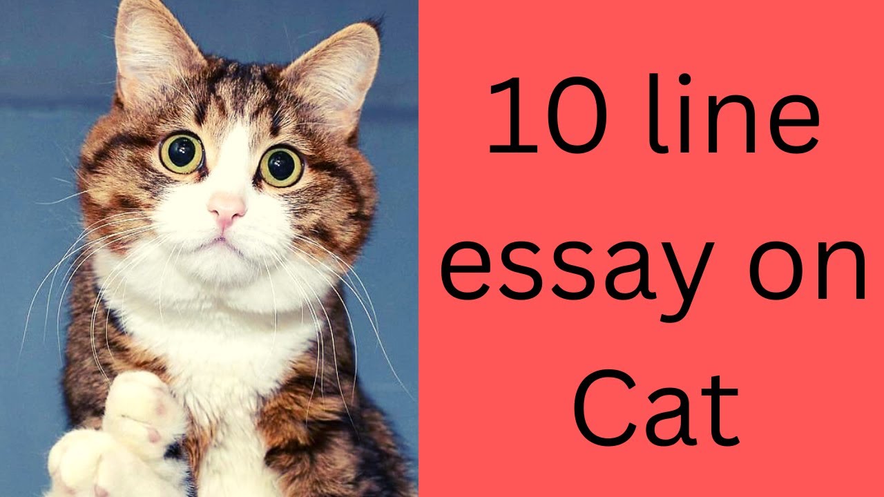 10 lines on Cat in English // 10 lines essay Cat in english /Cat essay