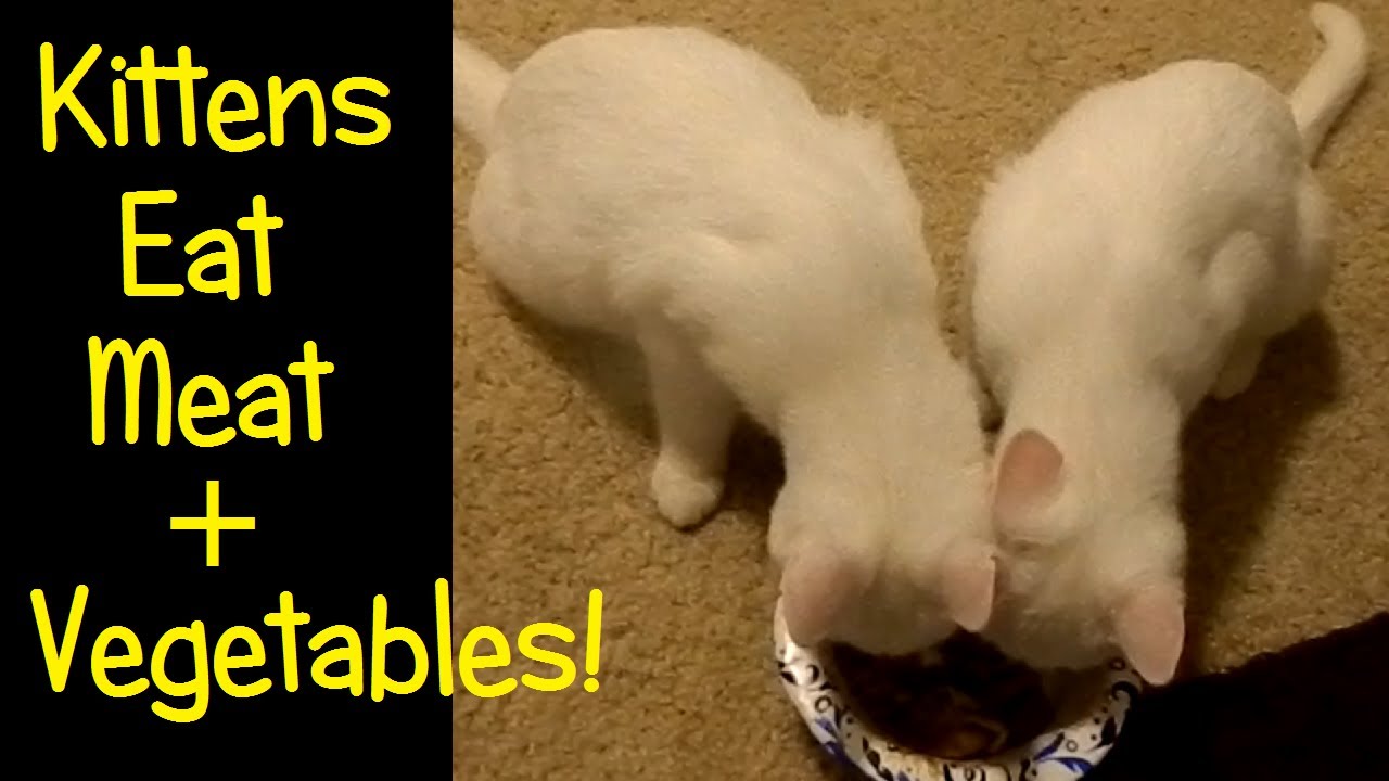 Purring Kittens Eat Meat & Vegetables! Watch + Listen To Cute Little