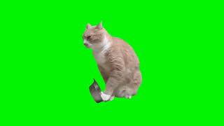 hungry cat meme (green screen)