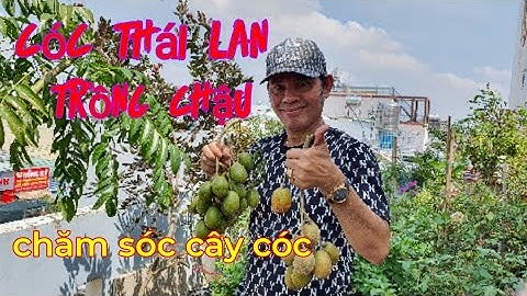 Cách trồng cây cóc Thái trong chậu sai trĩu quả, chăm sóc cây cóc Thái cần phải biết.