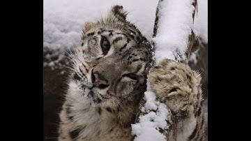 grave robber | Rogue Lineage.