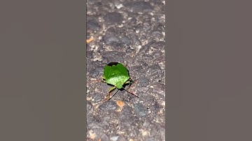 Green Shield🛡️ Bug #greenleafbug#stinkbug  #shieldbug#greenshieldbug