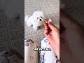 This Dog is Perfectly Trained🐕❤️